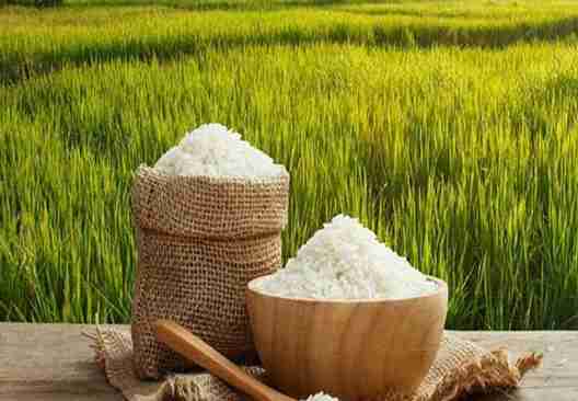 خرید برنج طارم فجر محلی + قیمت فروش استثنایی